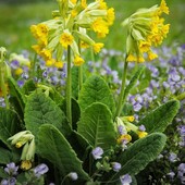 Примула жовта , первоцвіт весняний , лікарська рослина