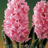 Гиацинт Fondant 1 шт цибулина калібр 14/15