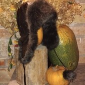 Зимова шапка з вухами і помпонами, стан відмінний