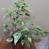 Фикус. Сорт Кинки.