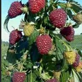 смачна, солодка, крупноплідна малина