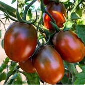 Томат Де Барао чорний 15 насінин