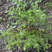 Ялиночка 1шт