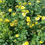 Жовта ромашка кущова 100+ насінин