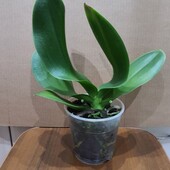 Орхидея фаленопсис. Цвет сюрприз.