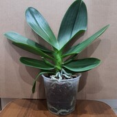 Орхидея фаленопсис.