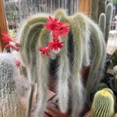 Кактус -хвіст мавпи.