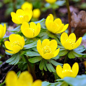 Ерантіс 10 цибулин!!!! Веснянник!!!