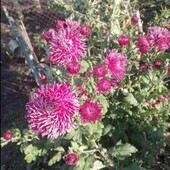 Хризантема Сіда дама.