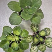 Набір сортових фіалок 3 шт