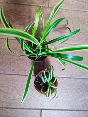 Фото №1 class=