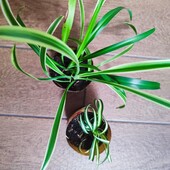 Хлорофітуми набором 3 сорта