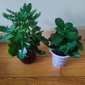 Каланхое декоративный два сорта набором