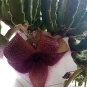 Стапелія великоквіткова