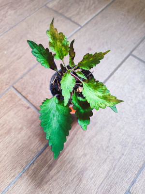 Фото №1 class=