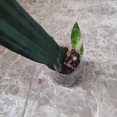 Сансивьерия