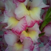 Гладіолус цибулини