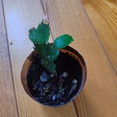 Різдвяник шлюмбергера