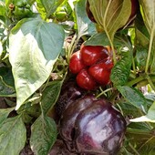 Сладкий перец Полночь мечты 20 семян по ставке можно докупить и другие сорта