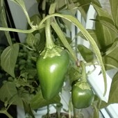 перец комнатный разноцветный капсикум, стручковый , отросток 1 шт.