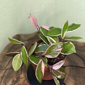 Хойя Фламінго Дрім (Hoya Flamingo Dream)