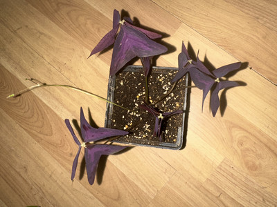 Фото №1 class=