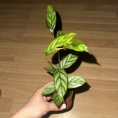 Калатея (7 см, h 15 см)