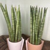 Сансевієрія циліндрична в керамічному горщику (sansevieria cylindrica)