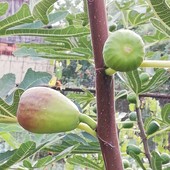 Черешки інжиру "Браун Туреччина" - 3 шт.