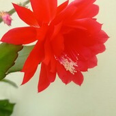 Епіфілум червоний3