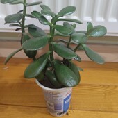 Товстянка 3