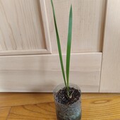 Фінікова пальма