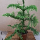Араукария. Комнатная ёлка.