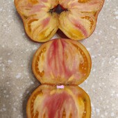 Томат Козула 141