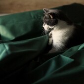 Простынь 200 на 215 сатин 100% хлопок