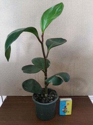 Фото №1 class=