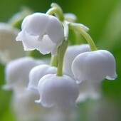 Саджанці конвалії травневої. Ціна за 3 шт.