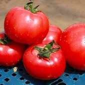 Томат Іванич F1. Ультраранній не потребує підв'язування.