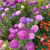 Насіння свіжозбиране айстри 1 ст.ложка