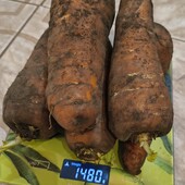 Морква, лот 3 кг.