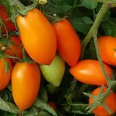 Безрозсадний томат Руда Лисиця, 15 насінин