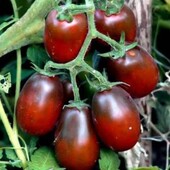 Безрозсадний томат Дунай, 15 насінин