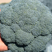 Брокколі Гонгга F1. Середньоранній гібрид.