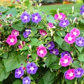 Іпомея суміш кольорів