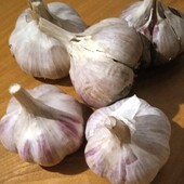 Часник сорту Любаша