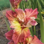 Розпродаж гладіолусів