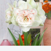 Амариліси махрові,дорослі цибулини.