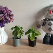 Каланхое (колір сюрприз)