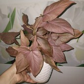 Сингоніум Регіна ред