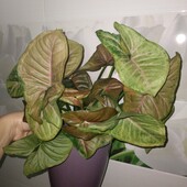 Гарнезна верхівка сингоніума пінк флекед